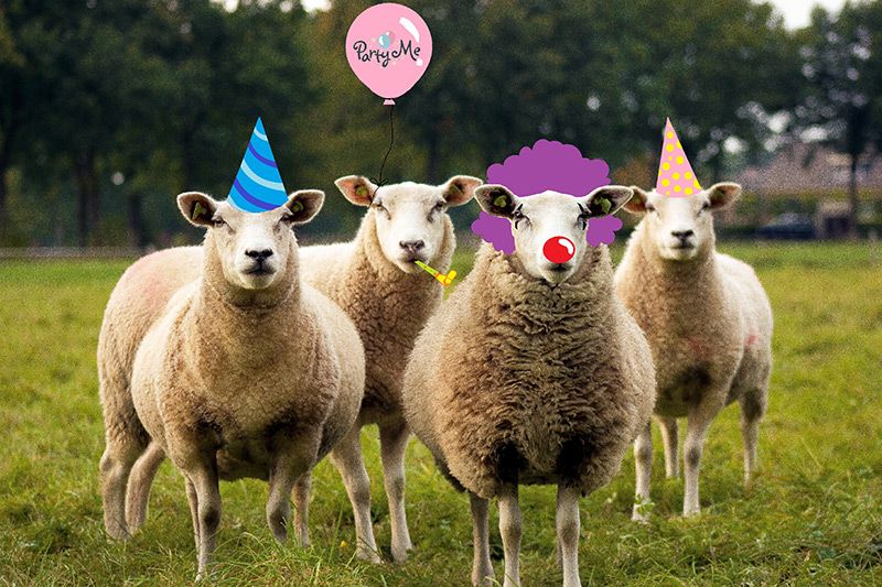 PartyMe овце